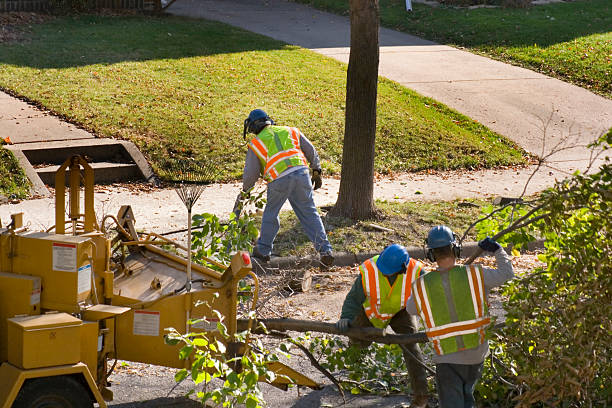 Best Tree Root Removal  in USA